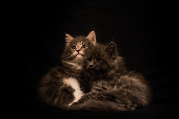 nuage creation photographe chat marignane