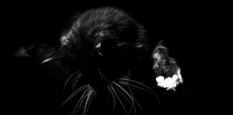 nuage creation photographe chat marignane