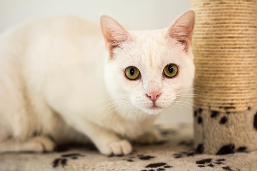 Bar à chats Marseille - Nuage Creation - Photographe marseille