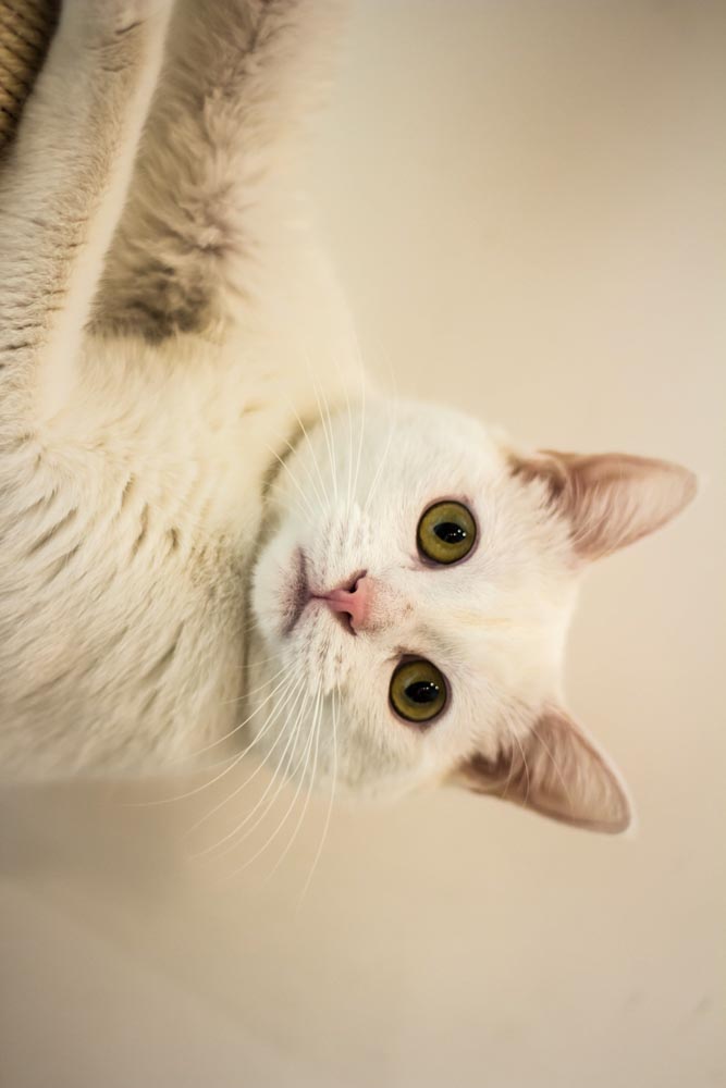 photographe animaux marseille