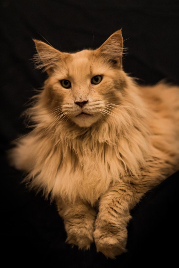 nuage creation photographe chat marignane