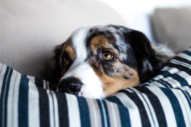 Nuage creation photographe chien Marignane