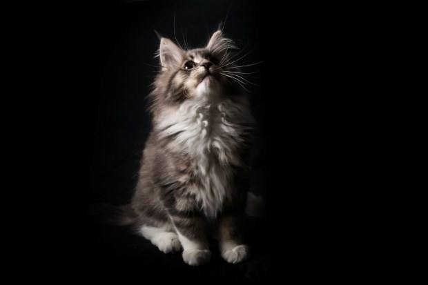 nuage creation photographe chat marignane