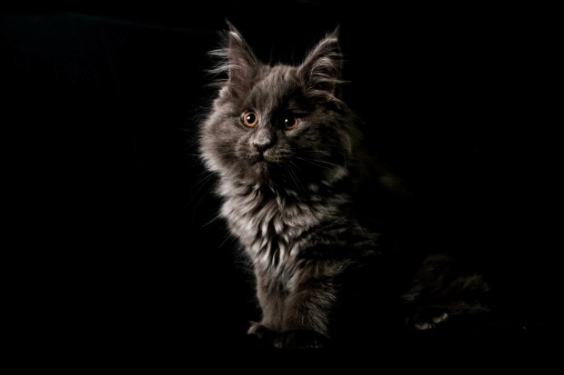nuage creation photographe chat marignane
