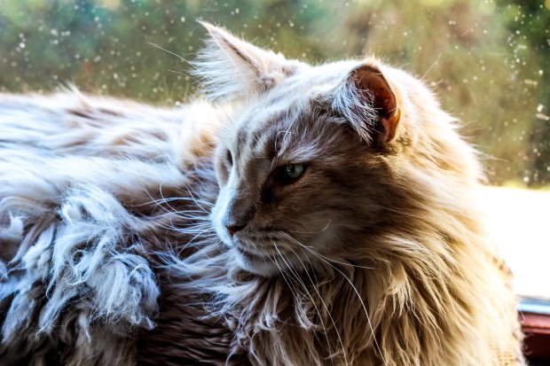 nuage creation photographe chat marignane