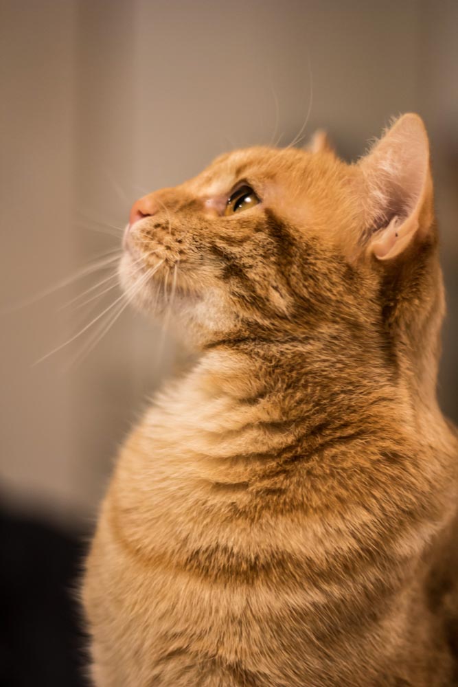 Bar à chats Marseille - Nuage Creation - Photographe marseille