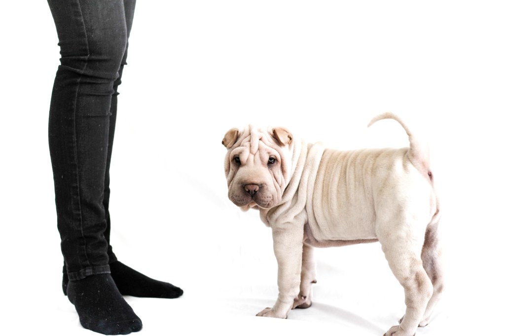 Nuage Creation photographe grossesse Valensole