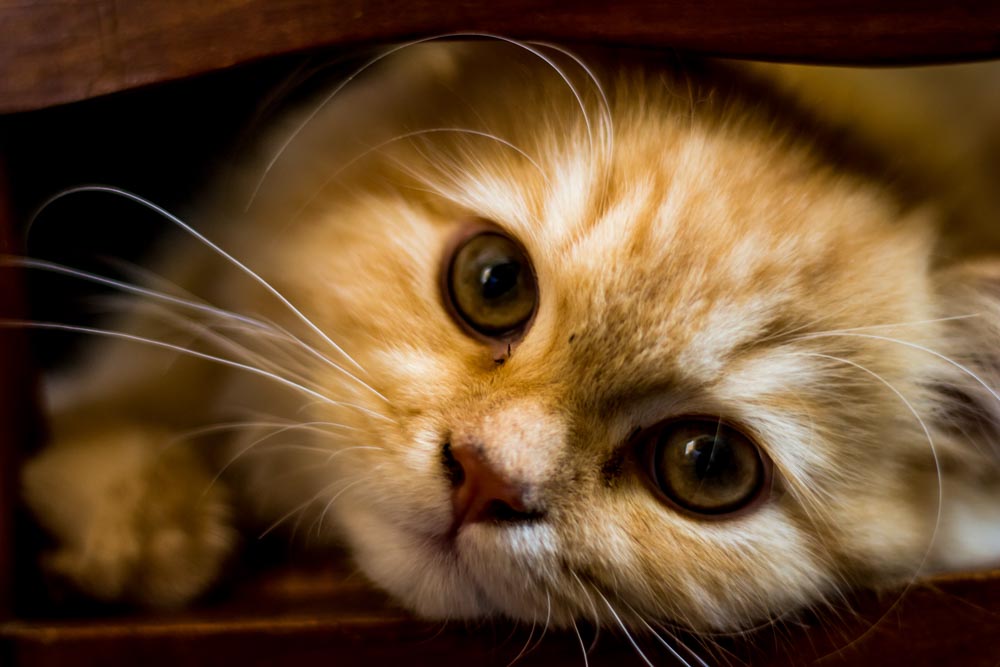 Nuage Creation photographe animaux saint maximin